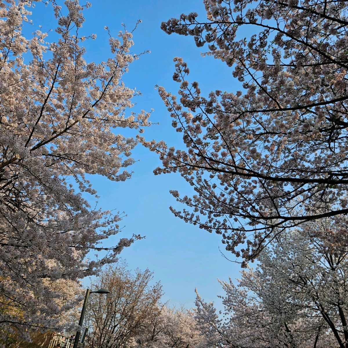 서울숲꽃사슴방사장 사진 4