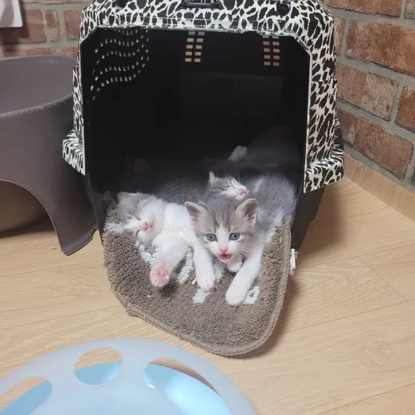 집사의하루 전포점 사진 2