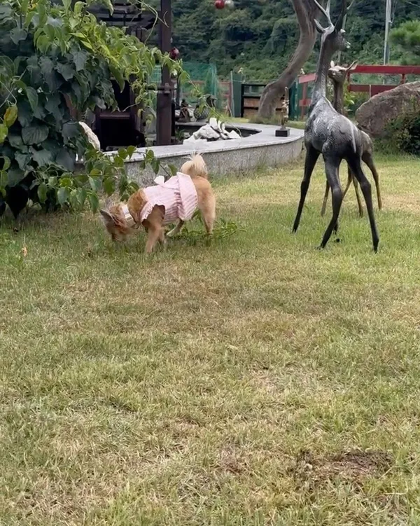 쉬러오개 사진 5