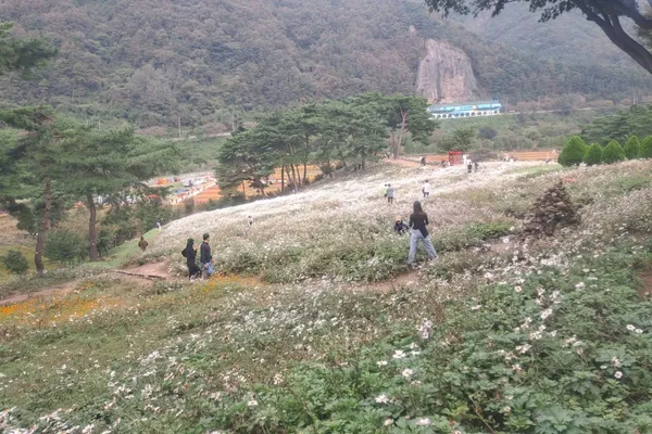 정읍구절초지방정원 사진 3