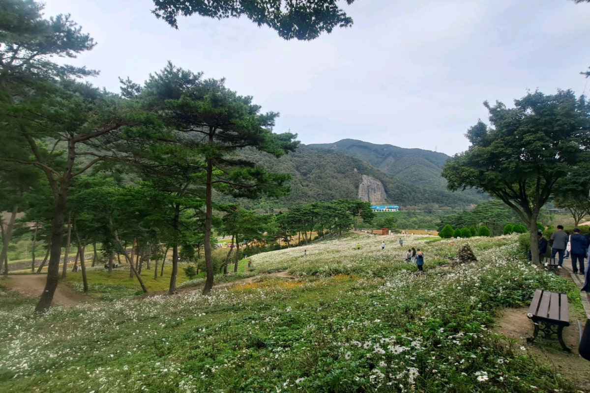 정읍구절초지방정원 사진 4