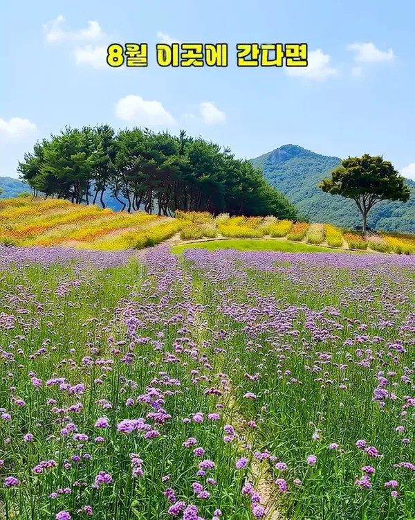정읍구절초지방정원 사진 5