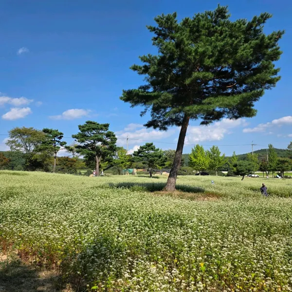 통도사 메밀꽃밭 사진 3
