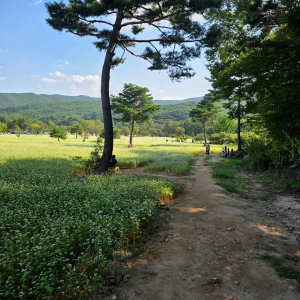 통도사 메밀꽃밭 사진 4