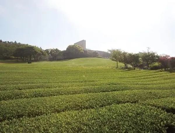 オソルロク ティー ミュージアムの写真5