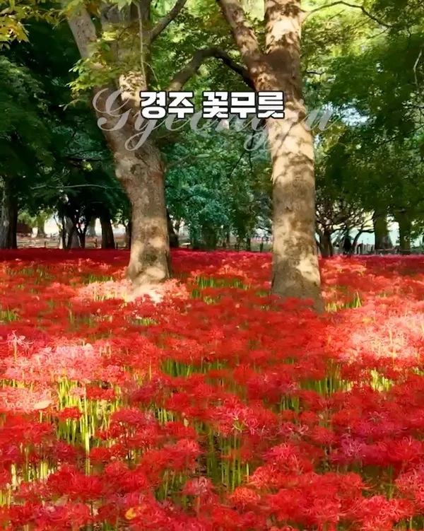 경주계림