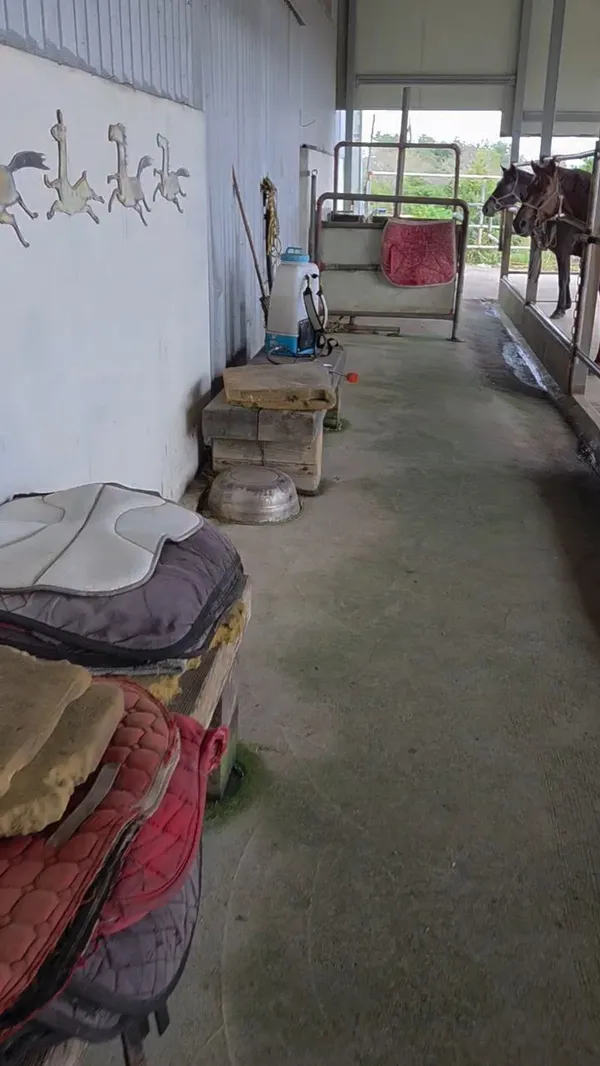 조랑말체험공원 사진 5