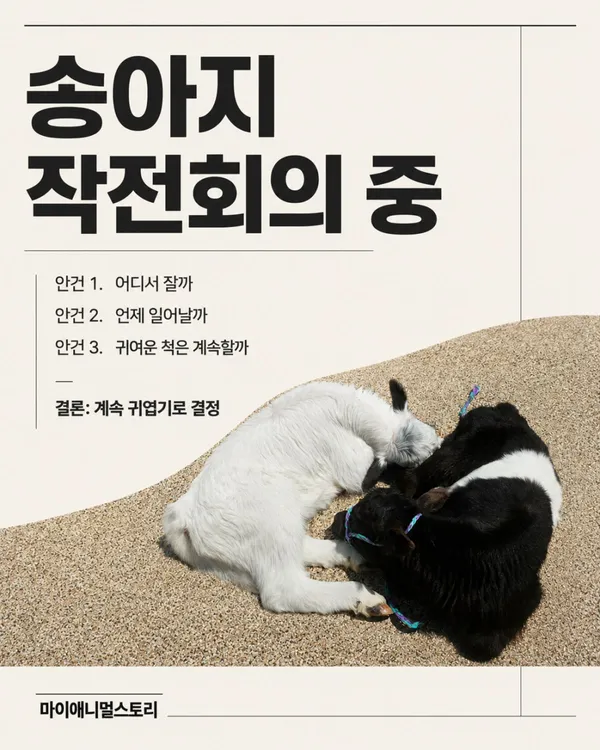 My Animal Story in Pyeonggang Land, photo 4