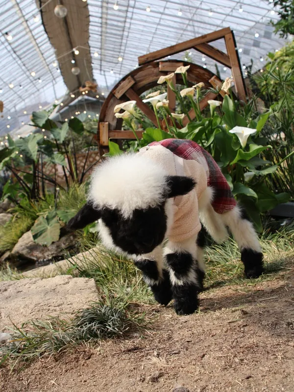 My Animal Story in Pyeonggang Land