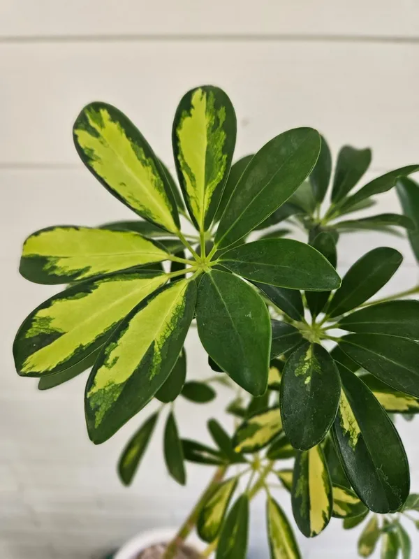 꽃수레 사진 5