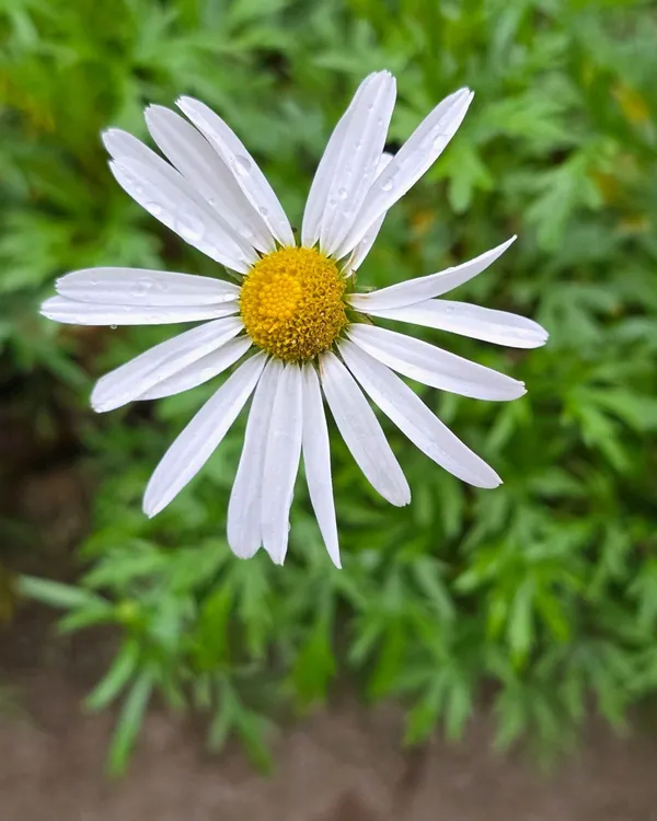 삼선산수목원 사진 5