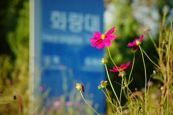 화랑대 철도공원 사진 5