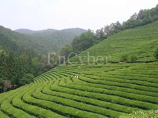 대한다원보성녹차밭 사진 2