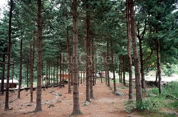 국립유명산자연휴양림
