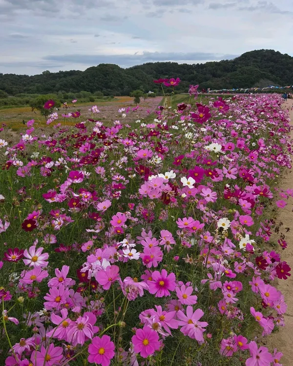 악양둑방 사진 3