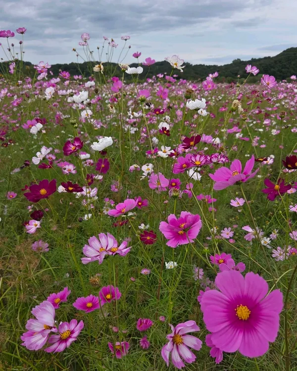 악양둑방 사진 4