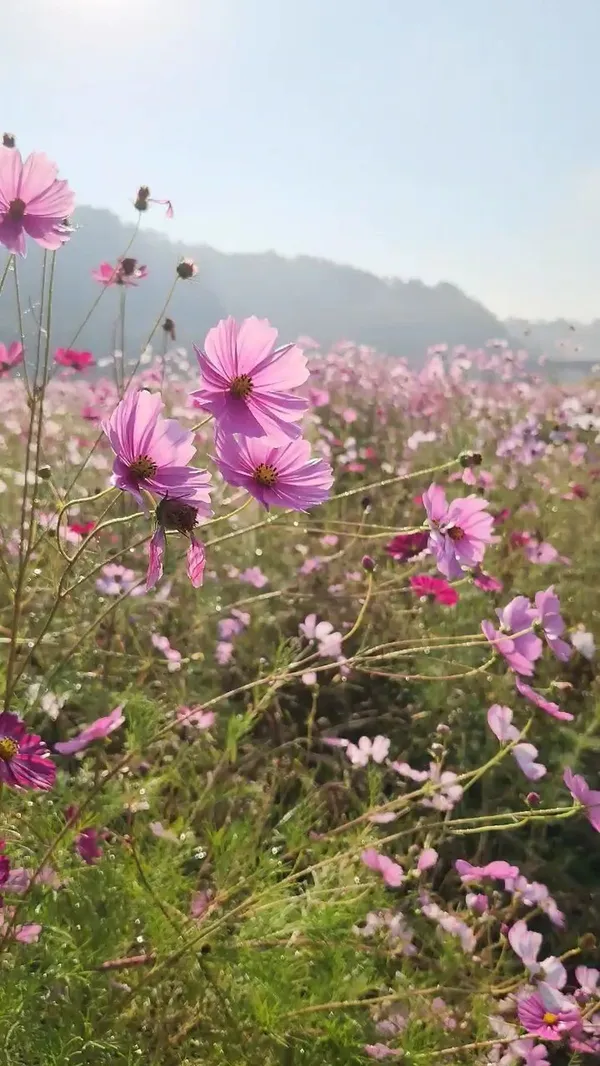 악양둑방 사진 5