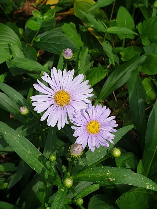 비건채식뷔페 빛가람, photo 2
