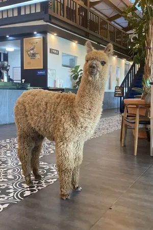 브런치달랏
