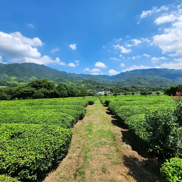 Maeam Tea Museum, photo 2