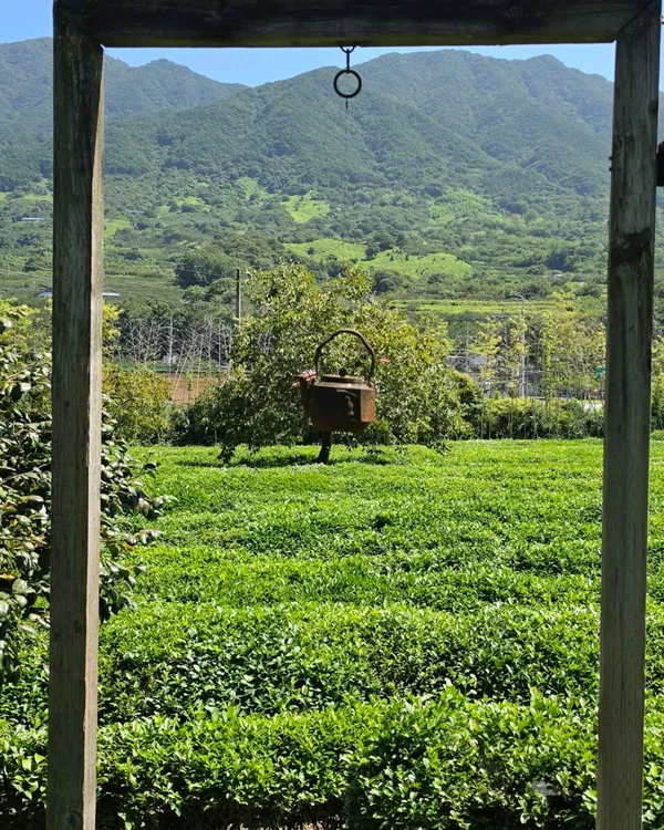 Maeam Tea Museum, photo 4