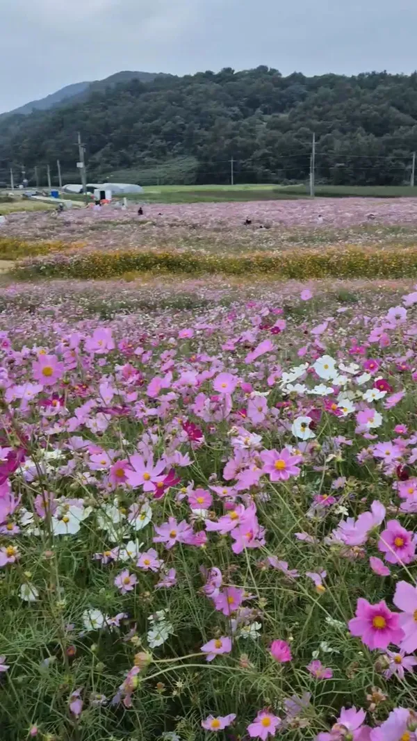 화순고인돌유적 사진 2