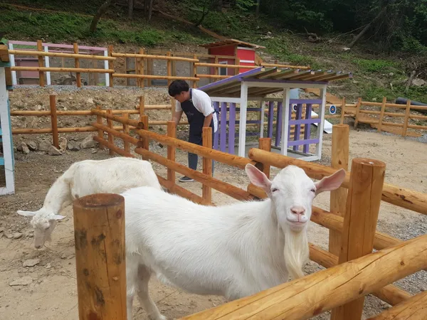드림뜰힐링팜 사진 4