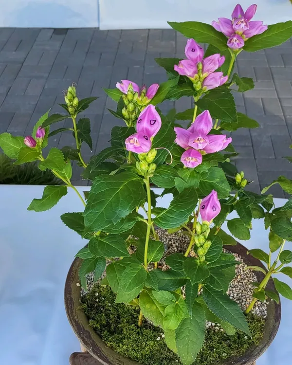 영주 풍기 인삼축제 사진 3