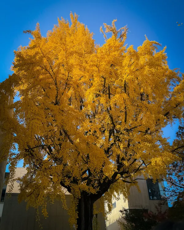 가을단풍길(효자로), photo 5
