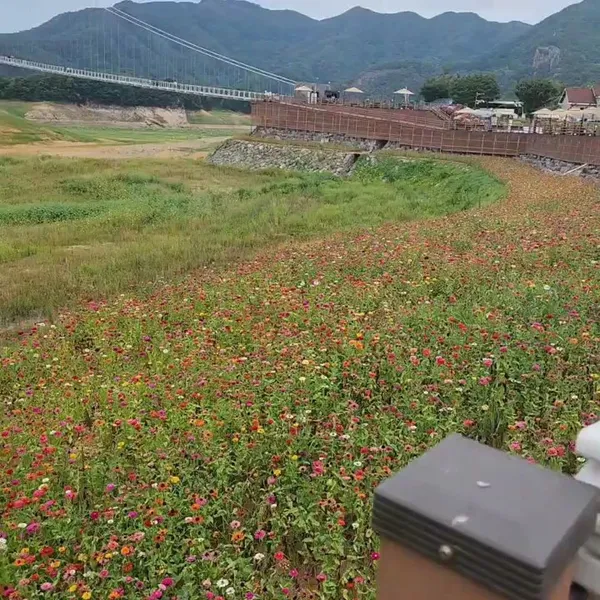 옥정호 출렁다리