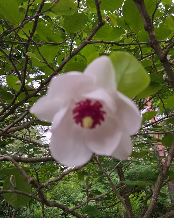 용화산자연휴양림