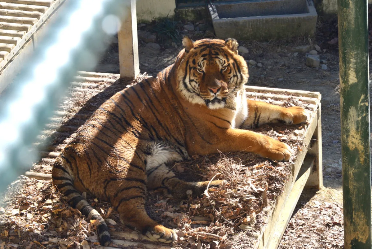 Jinyangho Zoo, main photo