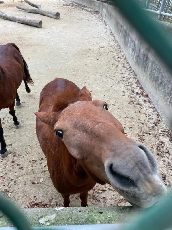 Jinyangho Zoo, photo 2