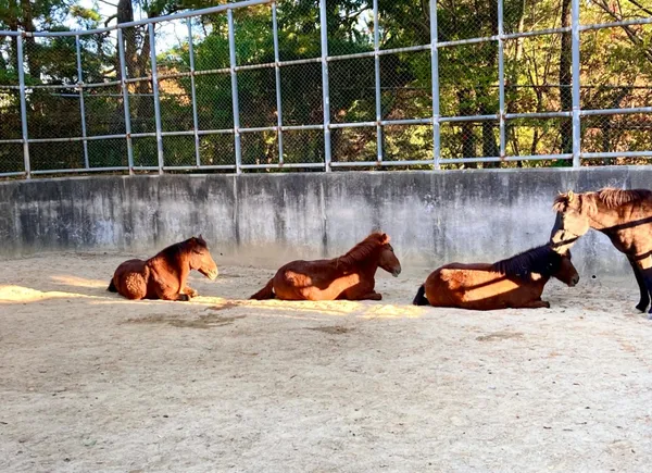 Jinyangho Zoo, photo 4