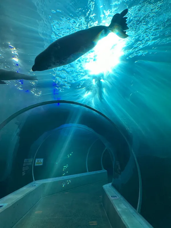 Aramaru Aquarium, photo 2