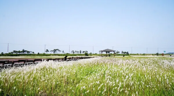 Taepyeong Salt Farm, photo 4