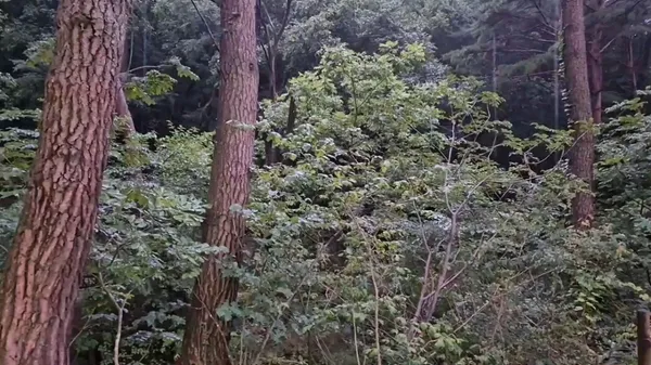 조령산 자연휴양림