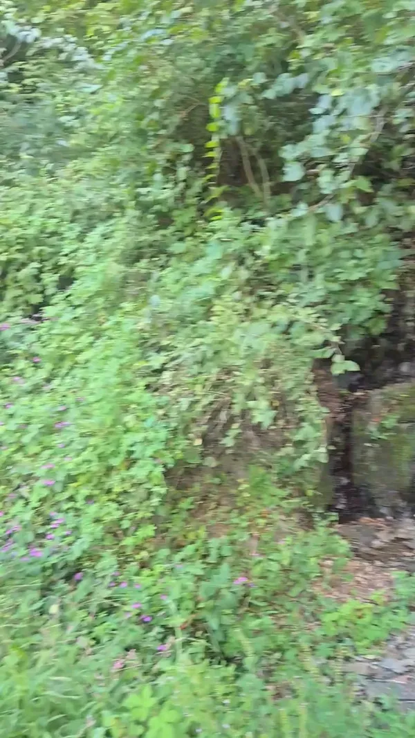 Jwagusan Natural Recreation Forest, photo 5