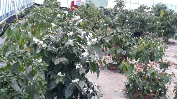 Sc파머스커피농장, photo 2