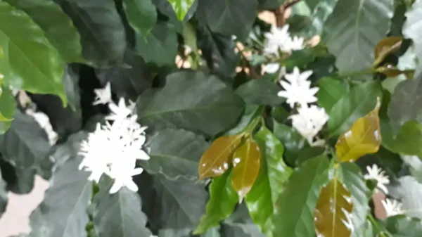 Sc파머스커피농장, photo 5