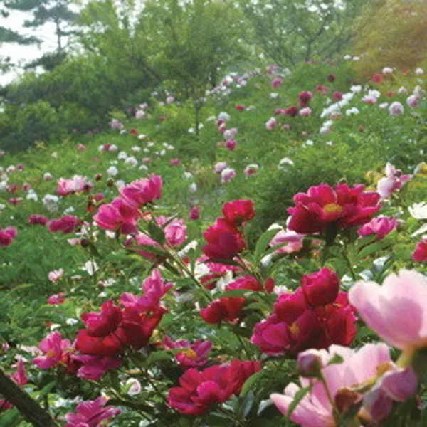 Goun Botanical Garden, photo 3