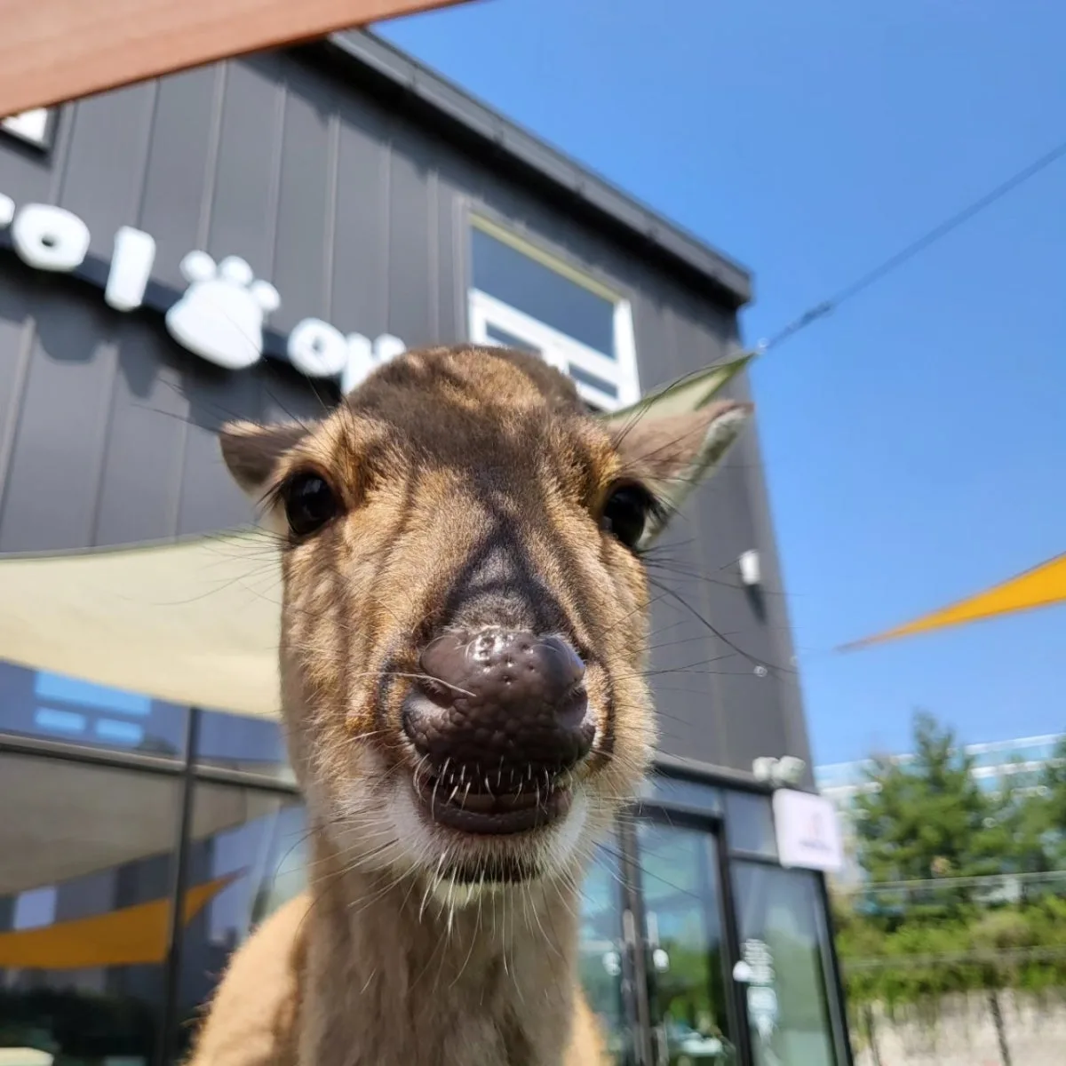 Hi Animal, main photo