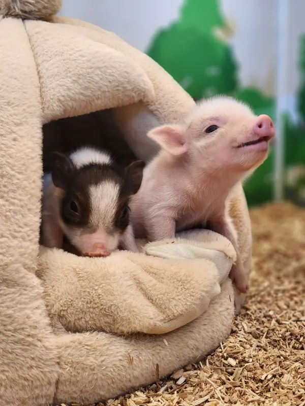 Hi Animal, photo 2