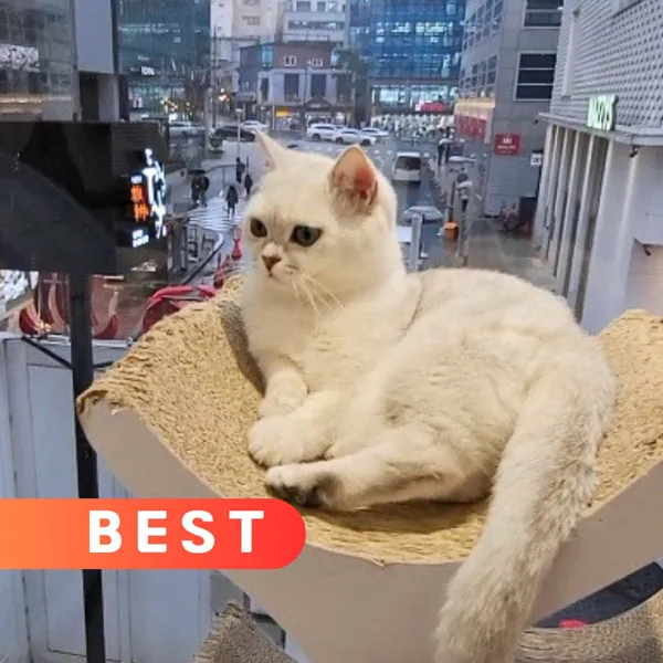 루프캣미 고양이카페 명동점