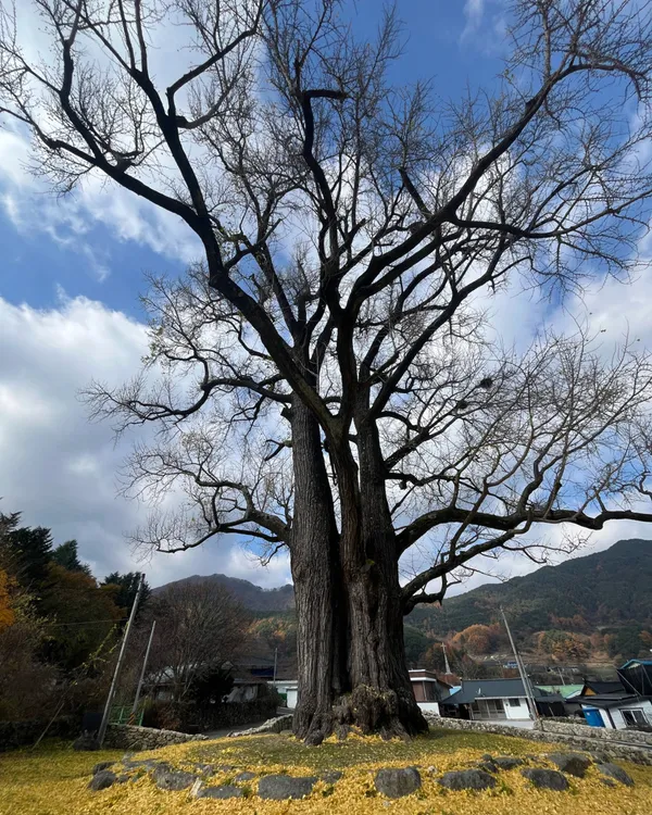 함양운곡리은행나무の写真2