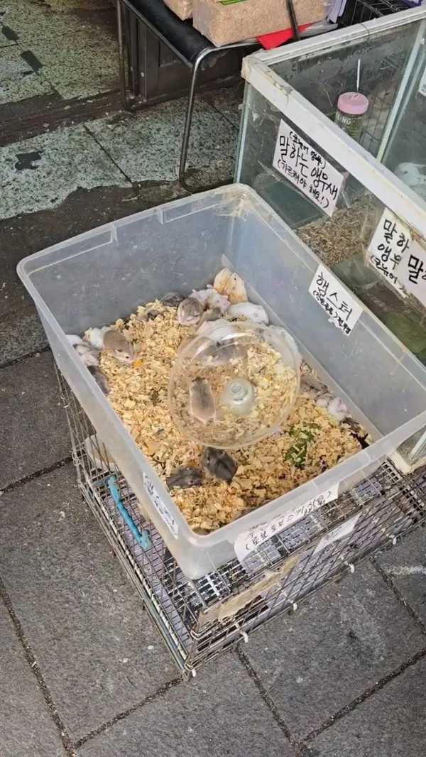 청계천수족관거리 사진 5