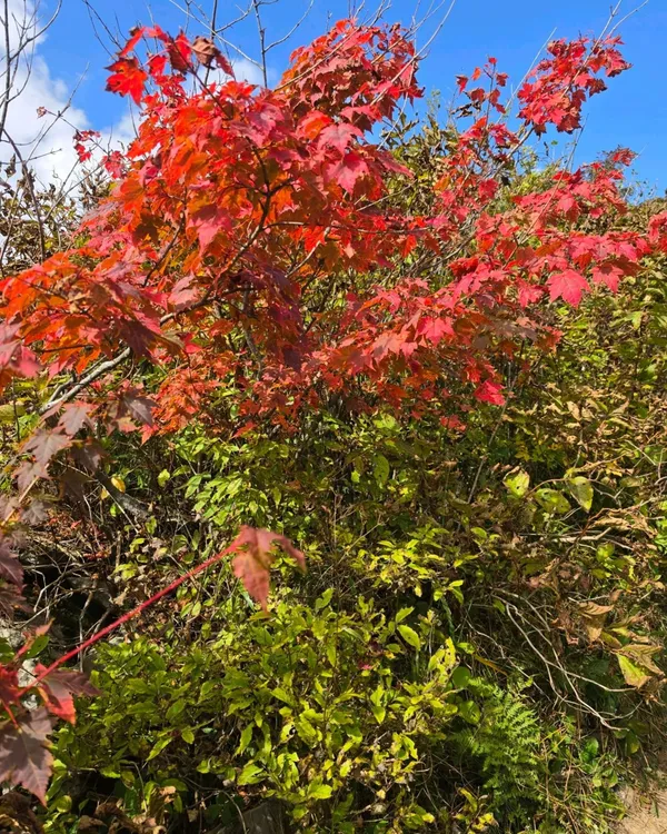 カリワンサンの写真3