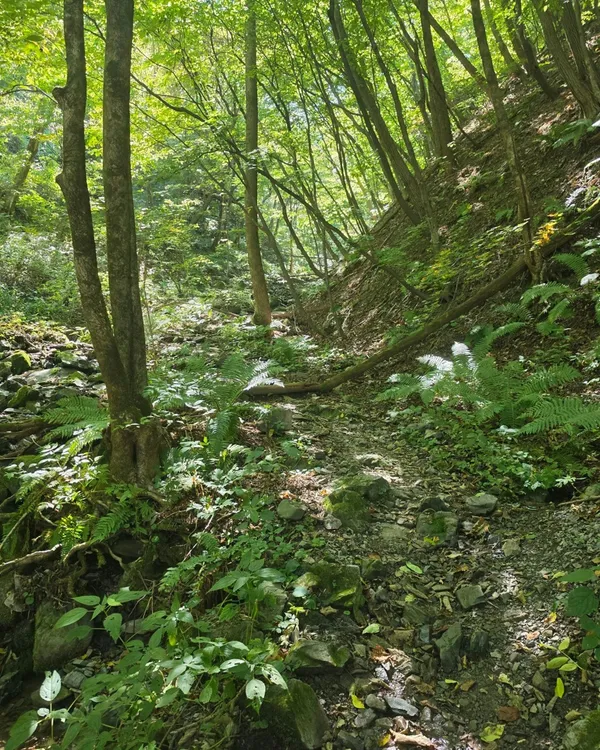 カリワンサンの写真4