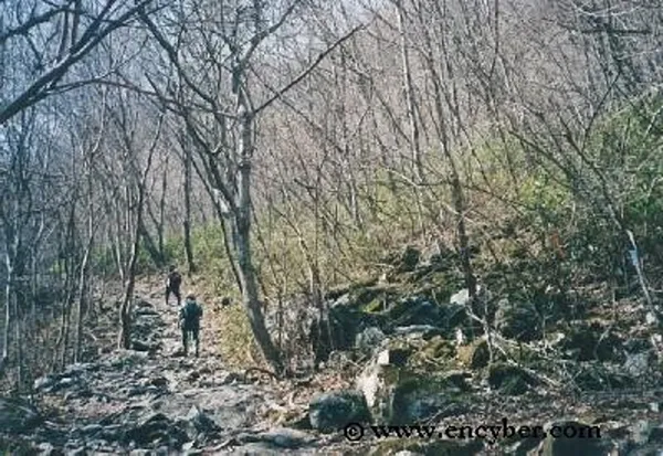ミンジュジサンの写真5