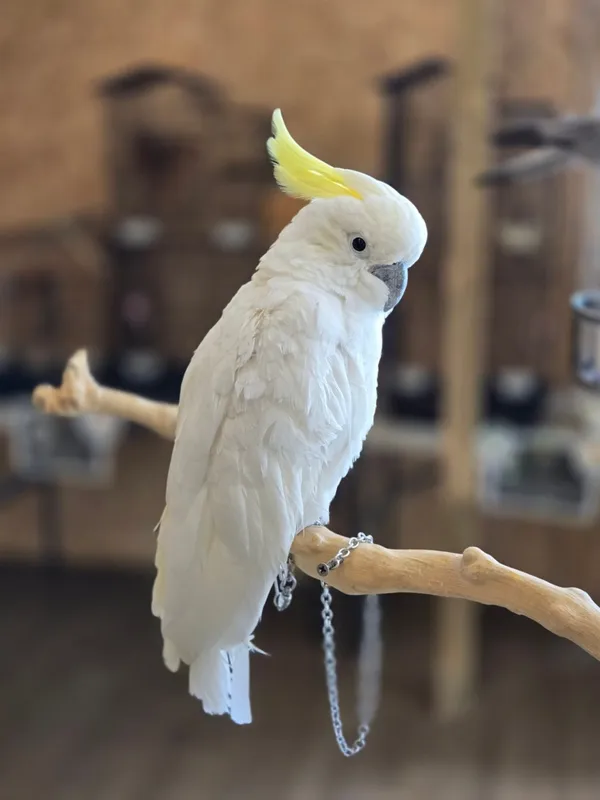 ジュパクの写真4